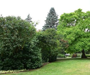 Cyfrowa inwentaryzacja drzew w Kołobrzegu