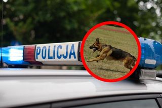 Szok w Jastrzębiu-Zdroju. Martwe psy w rzece