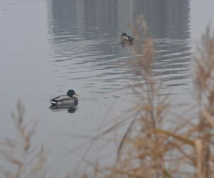 Dolina Silnicy i Zalew Kielecki jesienią