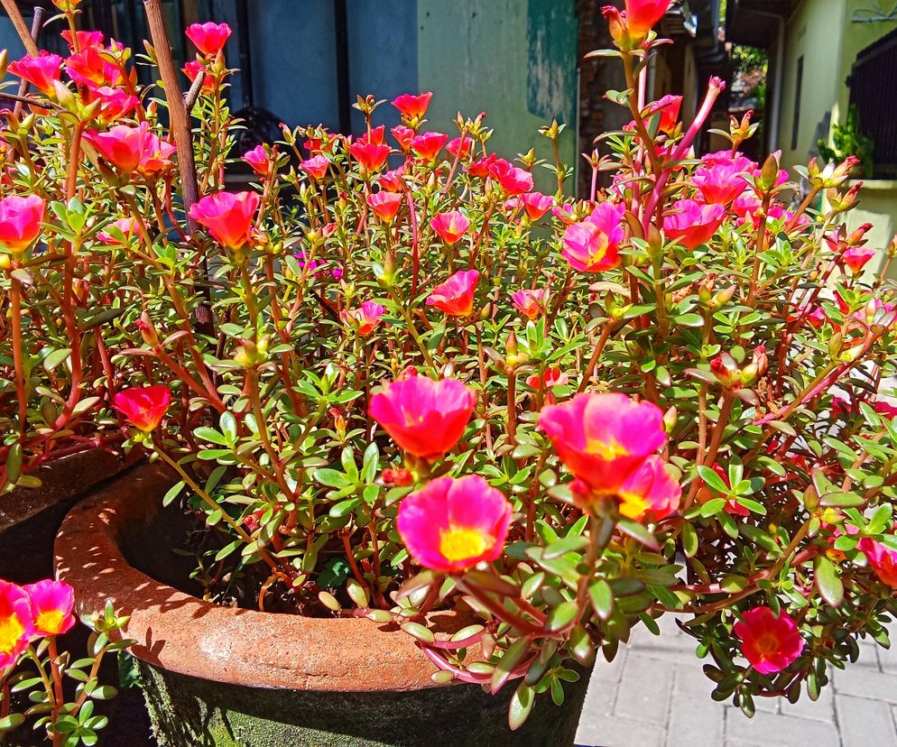 Portulaka wielkokwiatowa