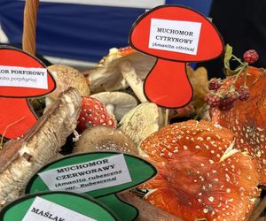 Grzybowe święto w Lublinie. Plac Litewski zamienił się w las pełen grzybów.