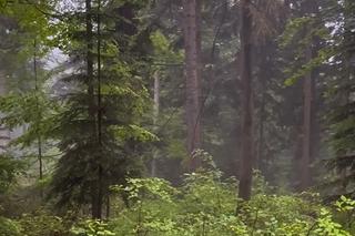 Niepokojące zjawisko w bieszczadzkich lasach. „Należy to obserwować”