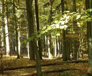 Szlak na Górę Dębową zachwyca jesienią. Rosną tam 100-letnie drzewa