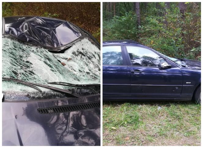 Łoś zderzył się z BMW, sarna uszkodziła dwa auta. Niebezpieczne zdarzenia na mazurskich drogach [ZDJĘCIA]
