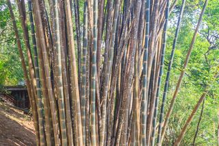 Dendrokalamus olbrzymi