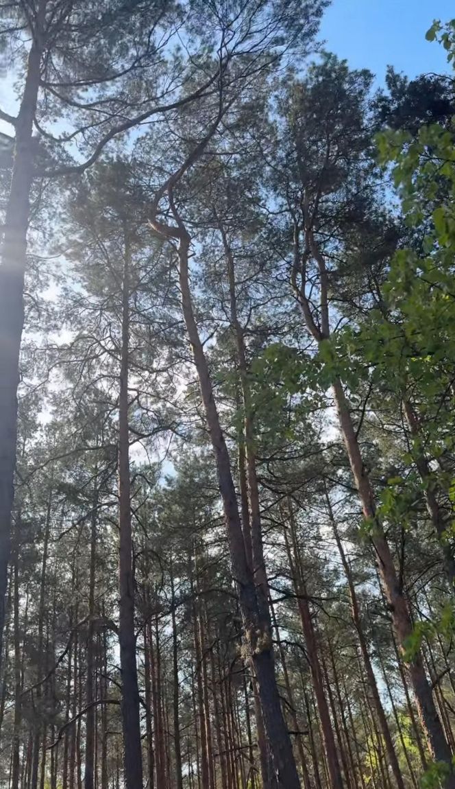 Julia Wieniawa zamieszkała w lesie