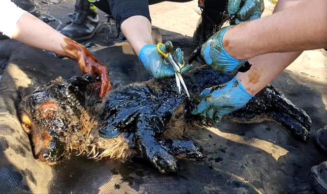 Fart wtopił się w asfalt