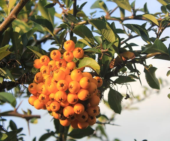 Jesienią i zimą walnij sobie takiego shota. Ma więcej witaminy C niż cytryna i wspiera odporność lepiej niż czosnek. Pij codziennie, a przeziębienie i choroby będą Cię omijać