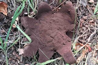 Niezwykłe znalezisko w centrum Poznania - to egzemplarz rzadkiego grzyba - Grzybogwiazda