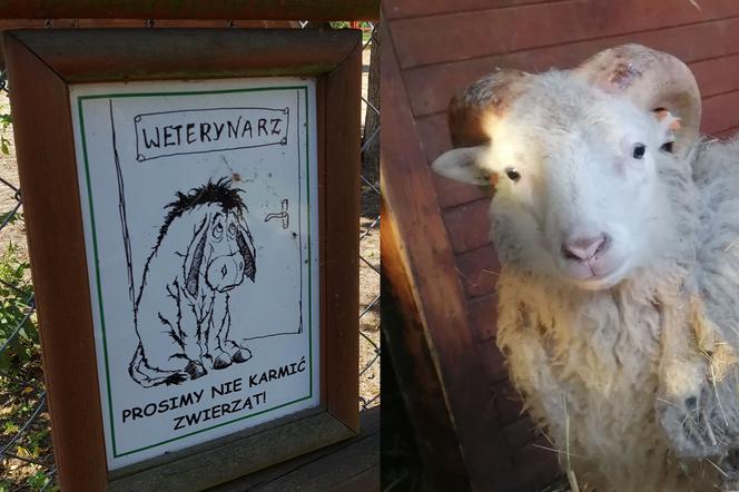 W Mini Zoo w Lesznie padł baranek owcy rasy świniarka 