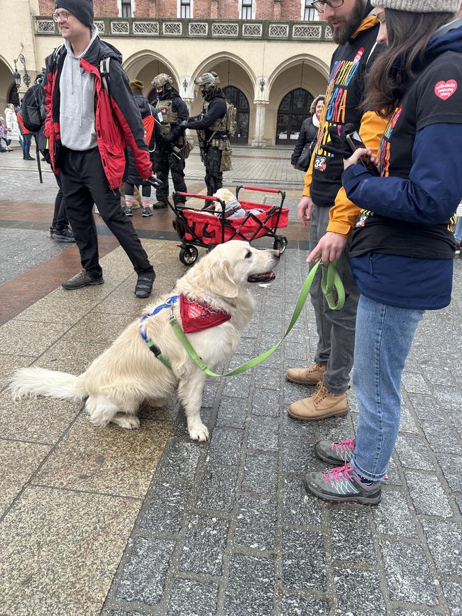 WOŚP 2024 w Krakowie. Grupa Golden Retriever opanowała cały Rynek Główny!