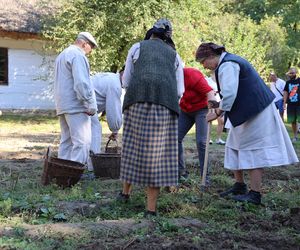 W skansenie w Lublinie pokazali, jak dawniej wyglądały wykopki kartoflane