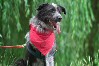 Radosny trójłapek szuka kochającego domu. Kto pokocha Lokiego?