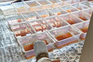 Mieli Breaking Bad w domu. Magister chemii i jego syn robili to na oczach policji