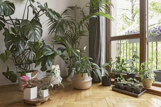 Dwupokojowe mieszkanie Oli i Przemka na poznańskich Jeżycach – rajski zakątek