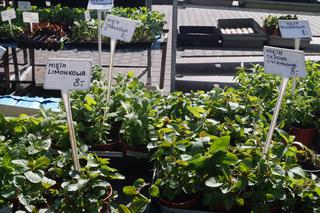 Wiosenny Kiermasz Ogrodniczy w Bydgoszczy [ZDJĘCIA]