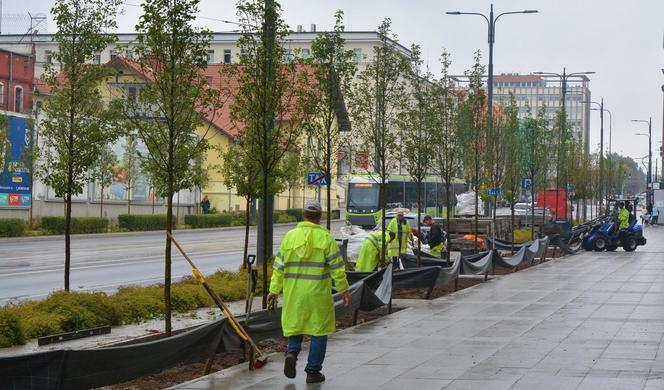 Środmieście odmienione! W tych miejscach pojawiły się nowe drzewa [ZDJĘCIA]