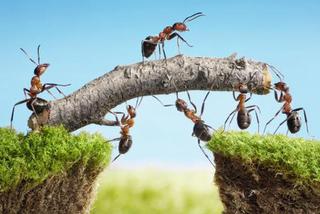 80 rodzajów mrówek