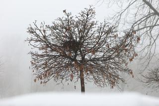 Park Ludowy w Lublinie skąpany we mgle