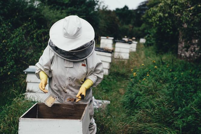 WŚCIEKŁE pszczoły zaatakowały pszczelarza! Horror w Witkowie