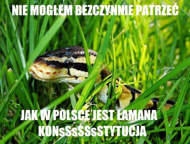 PYTON W MEMACH