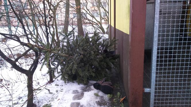 Choinki zalegają przy boksach śmietnikowych w Toruniu