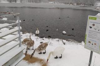 Zaskakujący apel od władz. Miasto i KTOZ proszą o pomoc w dokarmianiu ptaków