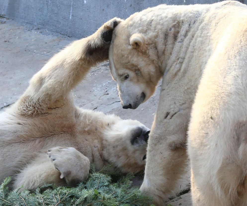 Wyjątkowa impreza w Warszawskim ZOO. Niedźwiedzie polarne świętują urodziny