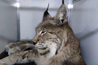 Odłowiony Ryś nadal jest w poważnym stanie. Prawdopodobnie uległ zatruciu [ZDJĘCIA]