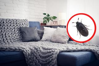 Ten insekt coraz częściej odwiedza polskie domy. Potrafi być prawdziwym utrapieniem