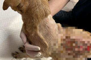 Oblał babunię wrzącą oliwą. Jej historia nas zmroziła. „Pomóżcie nam ją uratować”