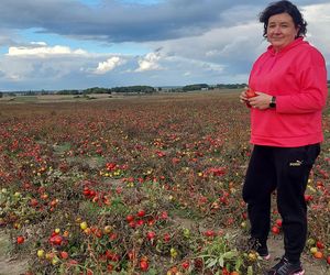 Samozbiory pomidorów na plantacji w Niewirkowie cieszą się powodzeniem