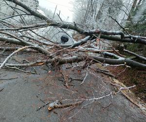 Sopotnia Mała: Na parę jadącą motorowerem spadło drzewo. Trafili do szpitala 