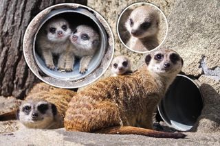 Surykatki w warszawskim ZOO oszalały ze szczęścia! To trzeba zobaczyć!