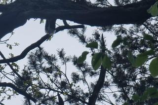 Gdzie jest Henry? Drapieżny ptak uciekł podczas pokazów sokolniczych, jest nagroda za pomoc 
