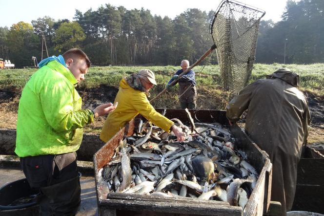 Karpie będą po 20 zł