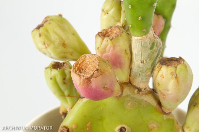 Opuncja figowa - Opuntia ficus-indica