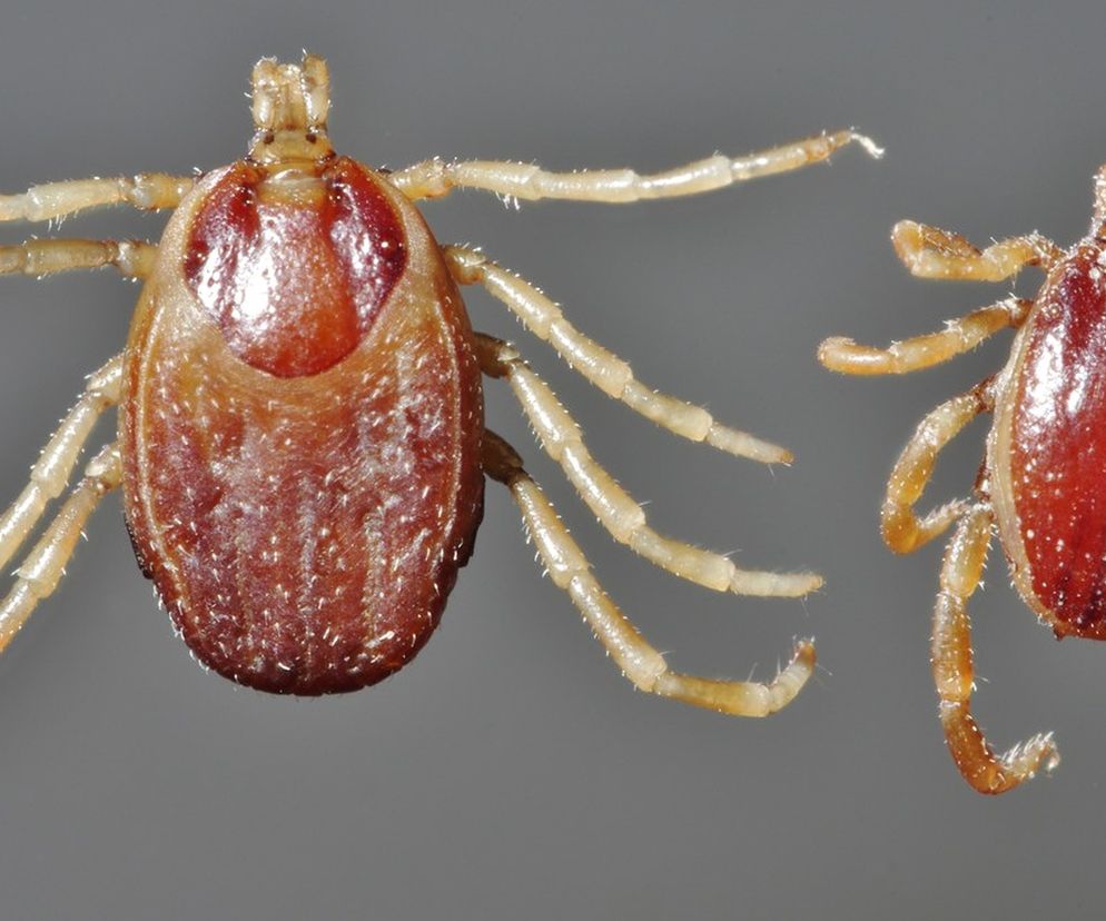 Tropikalne kleszcze-giganty przy granicy z Polską. Roznoszą choroby