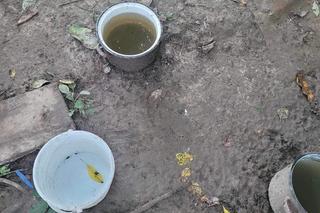 Kojec zarośnięty przez krzaki, sznury u szyi. W takich warunkach żyły psy w Krakowie. Interweniował KTOZ