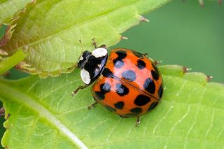 Harmonia axyridis