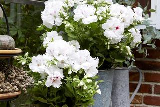 Białe kwiaty na balkon - zdjęcia.