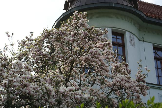 Szlak Magnolii w Cieszynie to największa atrakcja wczesnej wiosny