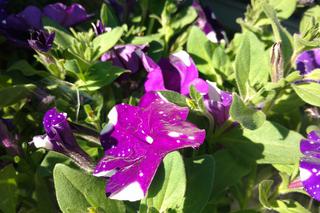 Chorzów: Kwiaty, zioła i dodatki do ogrodu. W Parku Śląskim trwa Święto Kwiatów [ZDJĘCIA]