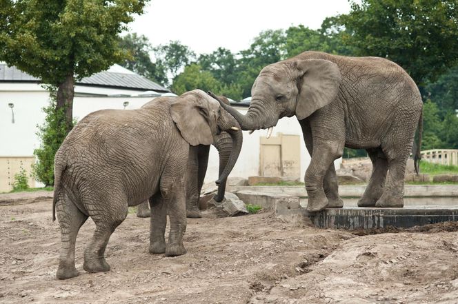 Warszawa Miejski Ogrod Zoologiczny