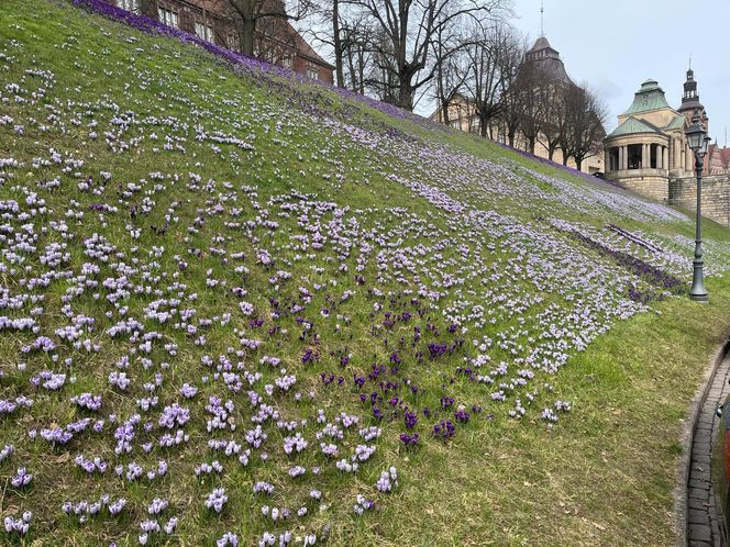 Krokusy na Wałach Chrobrego