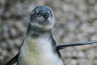 Znana jest już płeć i imię małego pingwina z łódzkiego zoo. Malec będzie się nazywał...