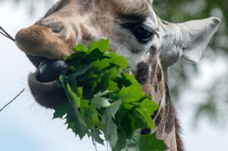 Pokazowe karmienia w Orientarium Zoo Łódź