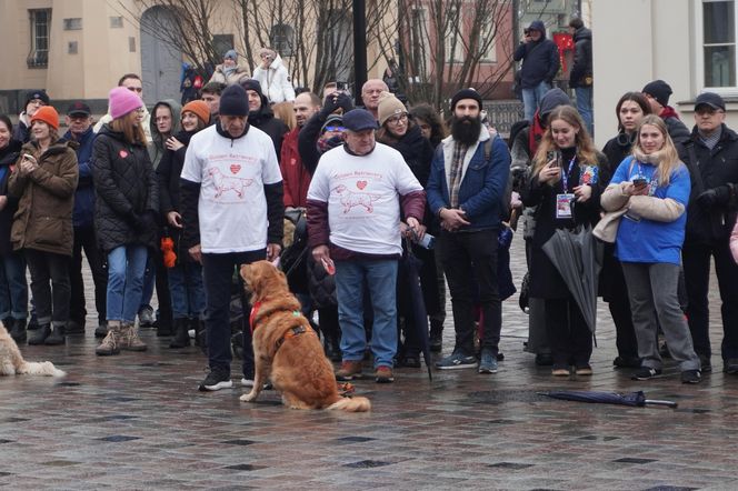 Golden Retriever WOŚP w Poznaniu