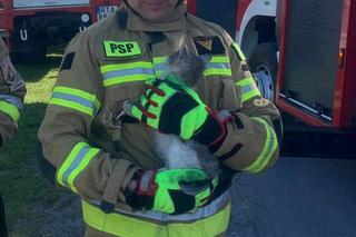 Przez kota wieś nie miała prądu