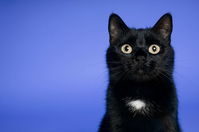 Słodkie imiona dla kotek